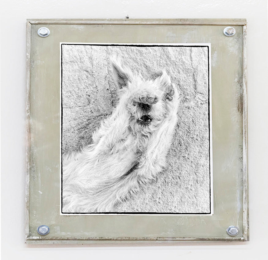 Guido - photograph