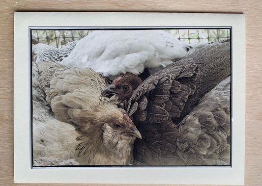 card - chickens dirt bath