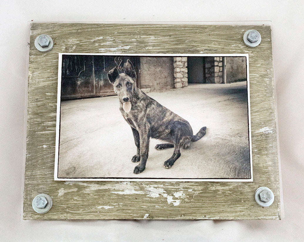 Young Stray - photograph