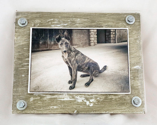 Young Stray - photograph