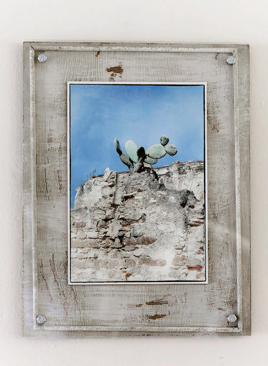 Cactus Crown - photograph